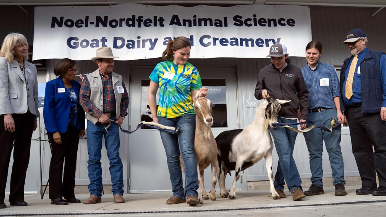 Goats walk through a ribbon.