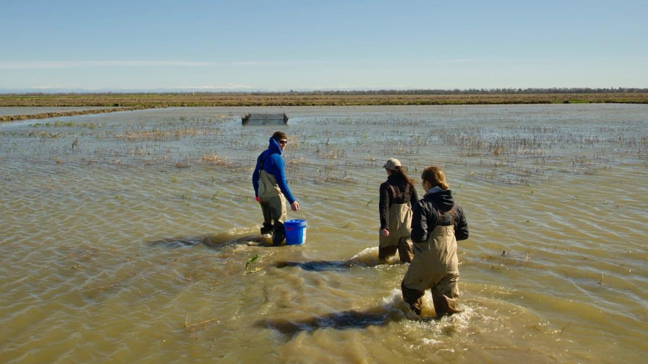 Three researchers wade through brown water on the Yolo Bypass in California's Central Valley. 