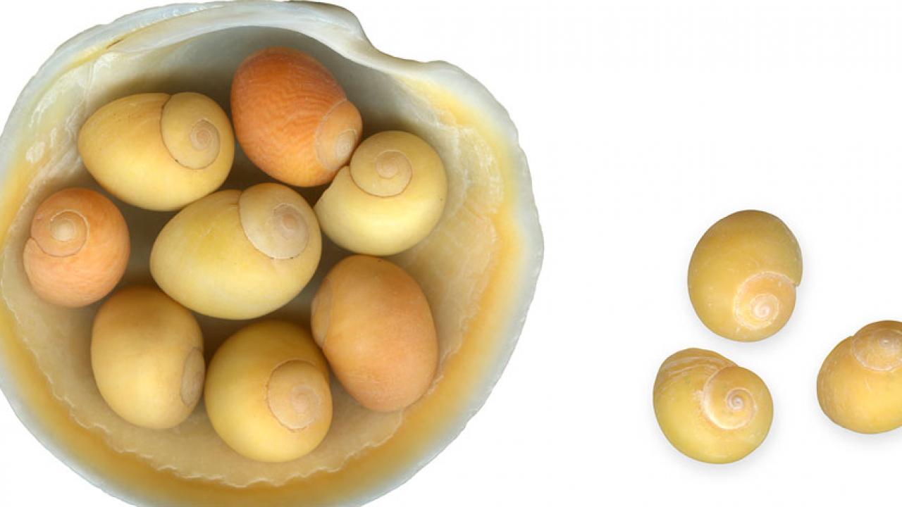 Yellow snail seashells. eight in a larger shell, three off to the side