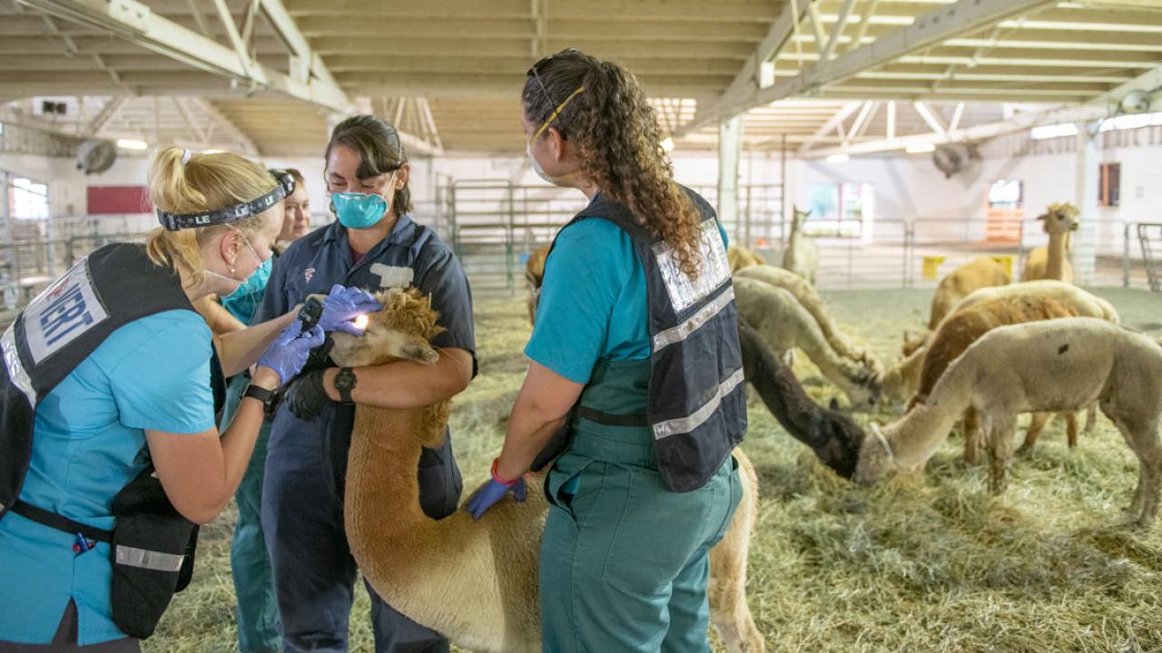 Three women examine a llama.