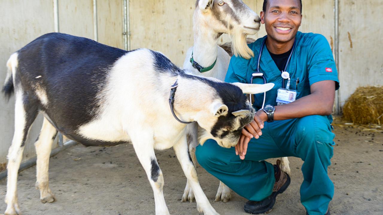 Man in blue veterinary clothing kneels beside two black and white goats.