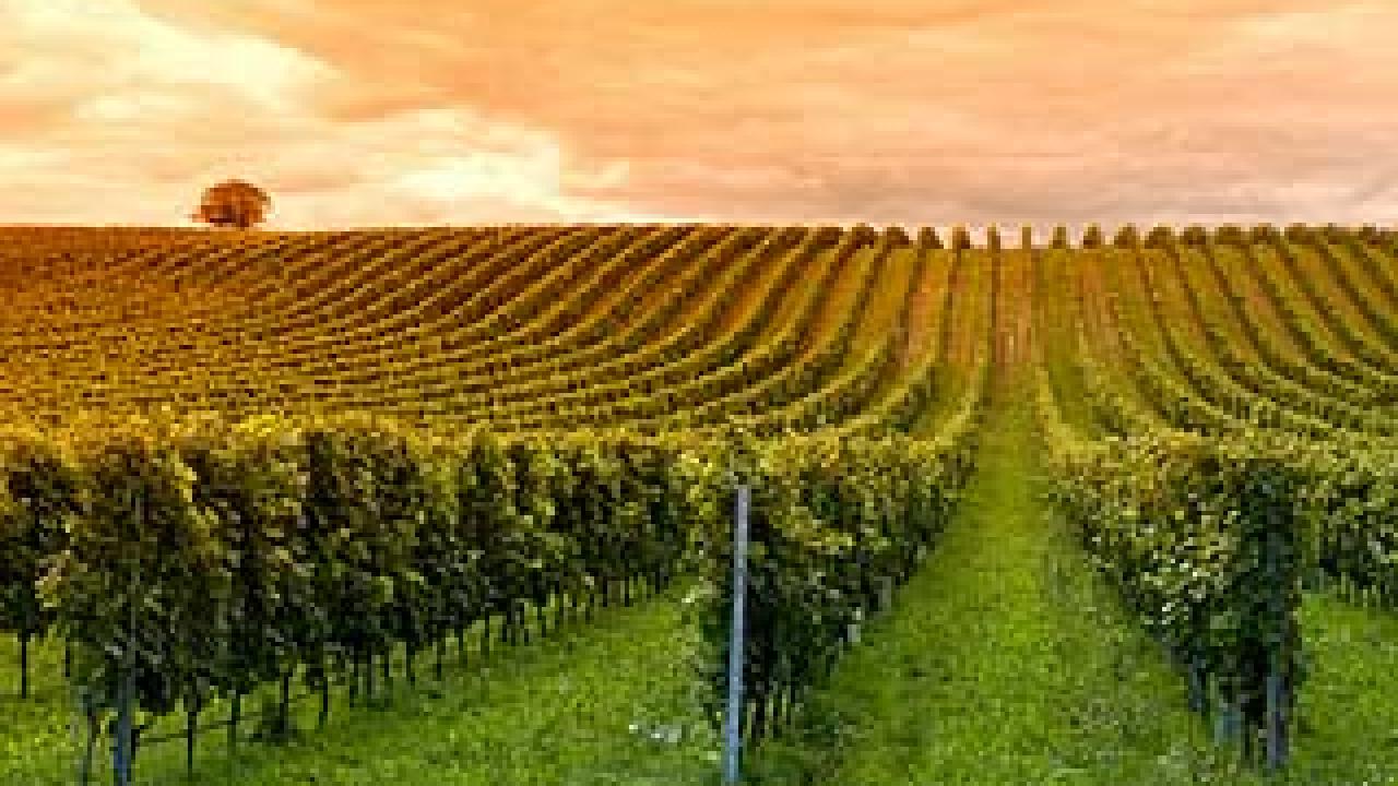 Vineyard seen with the sky on the horizon
