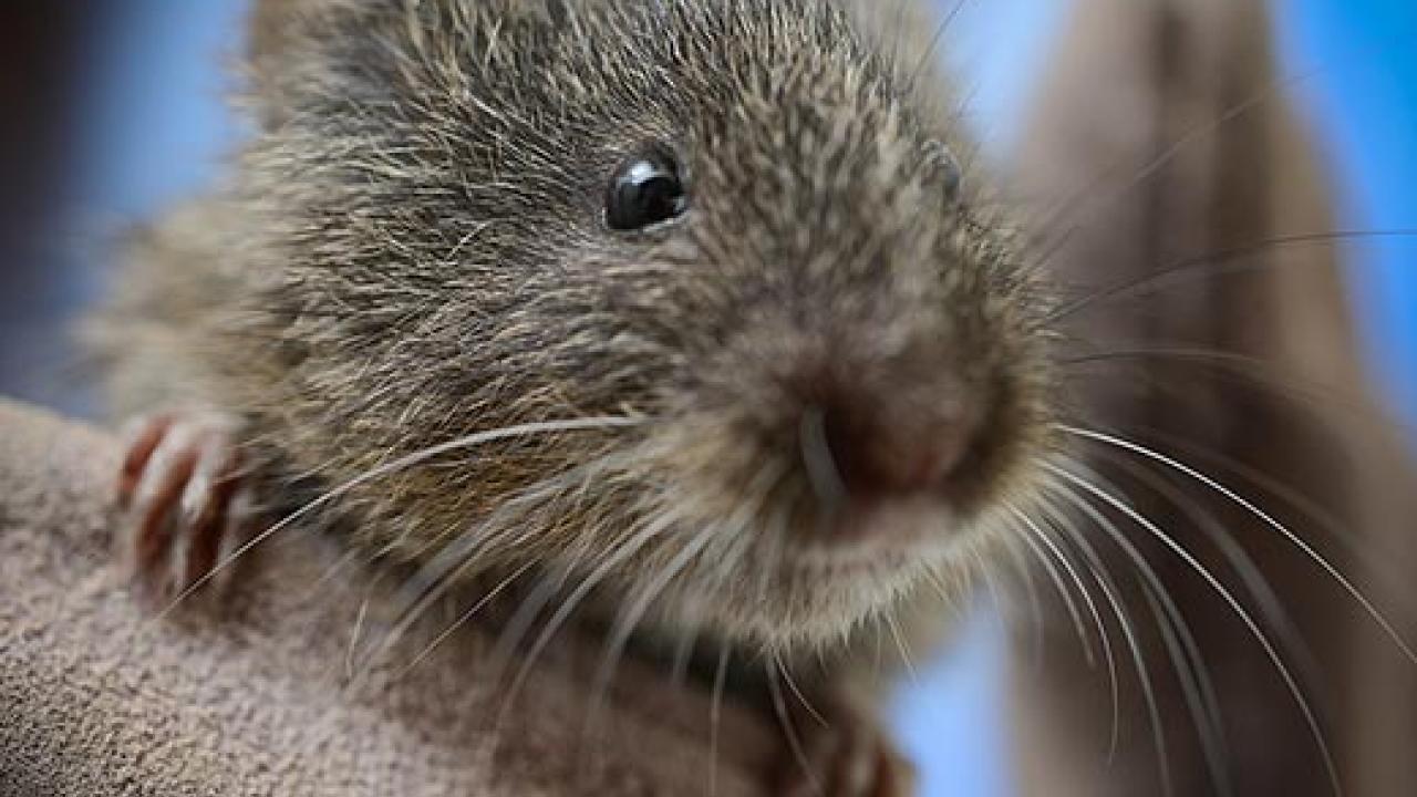 Small vole clutching a glove