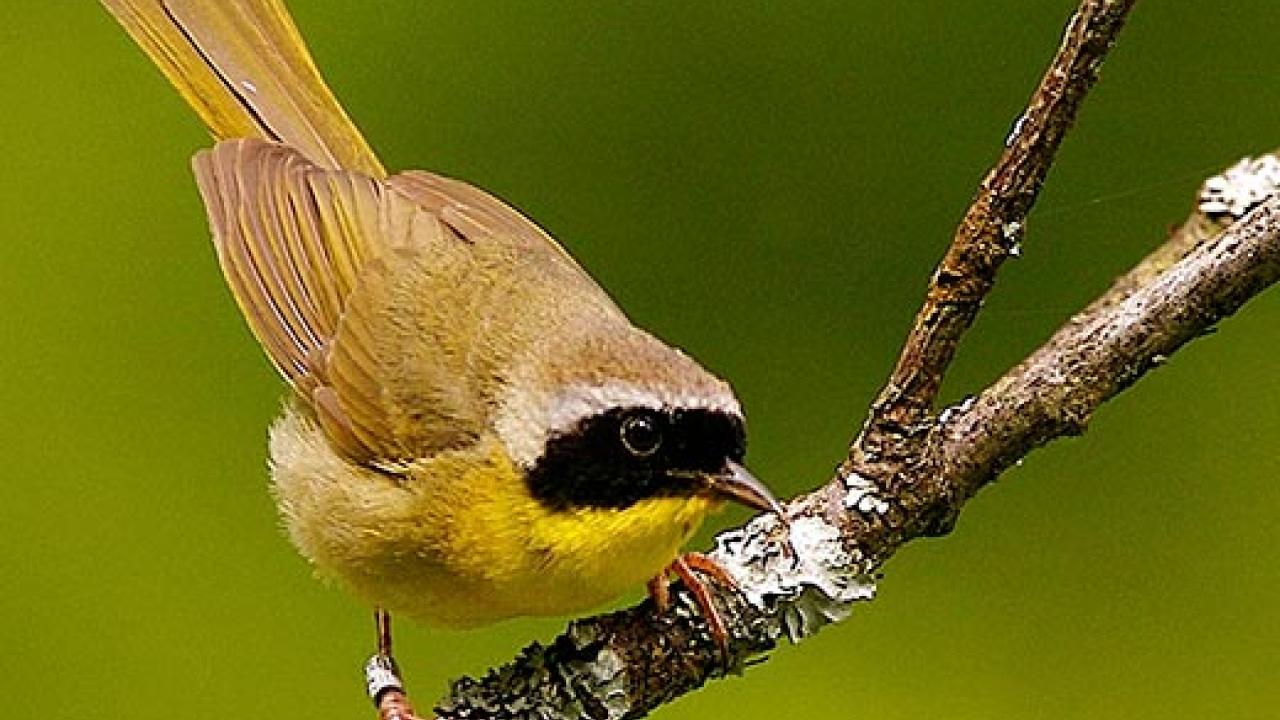 Bird on a branch