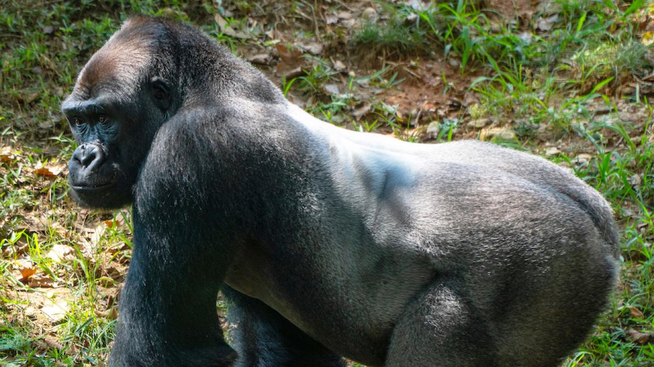 Gorilla