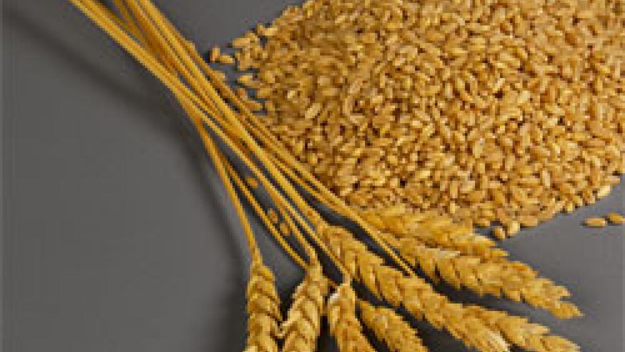 photo: wheat