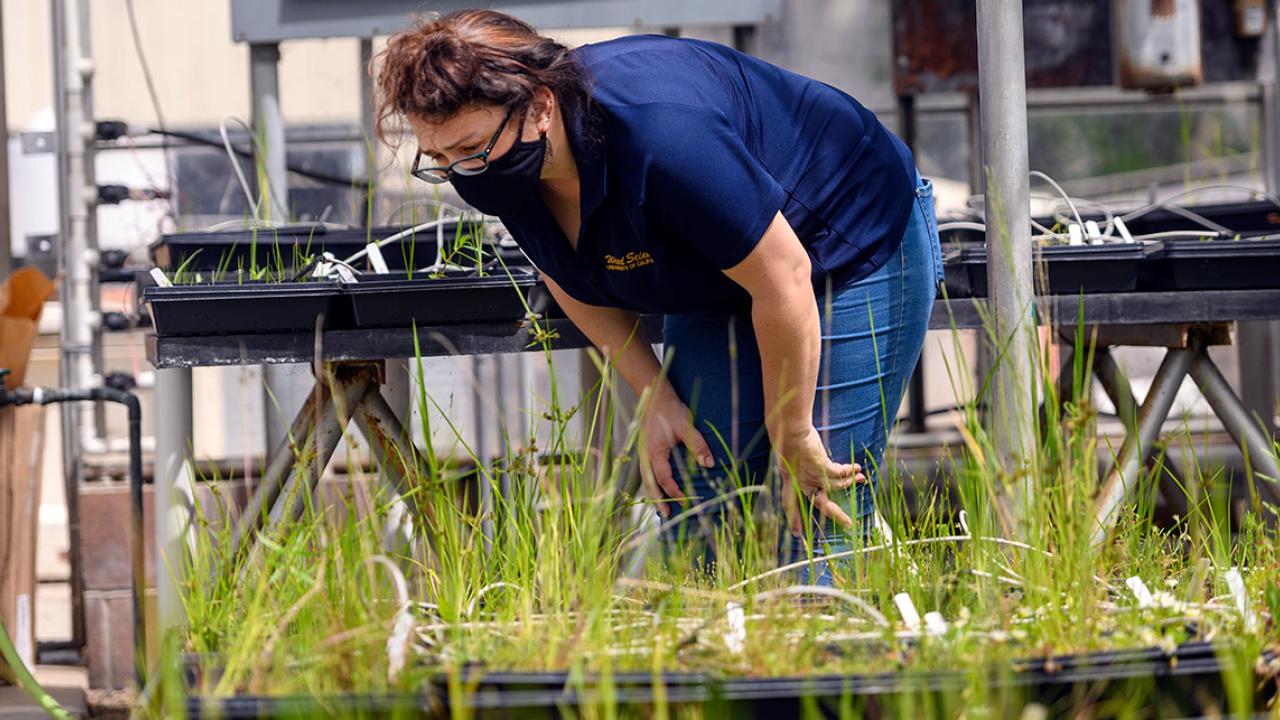 Woman wearing mask looks at rice plants.