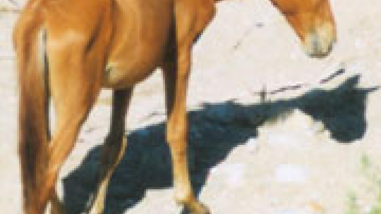 Photo of skinny wild horse