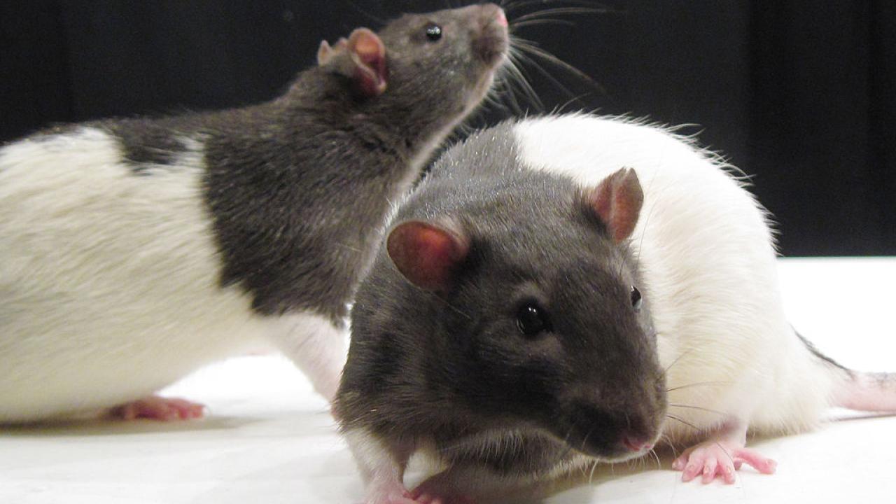 Laboratory rats