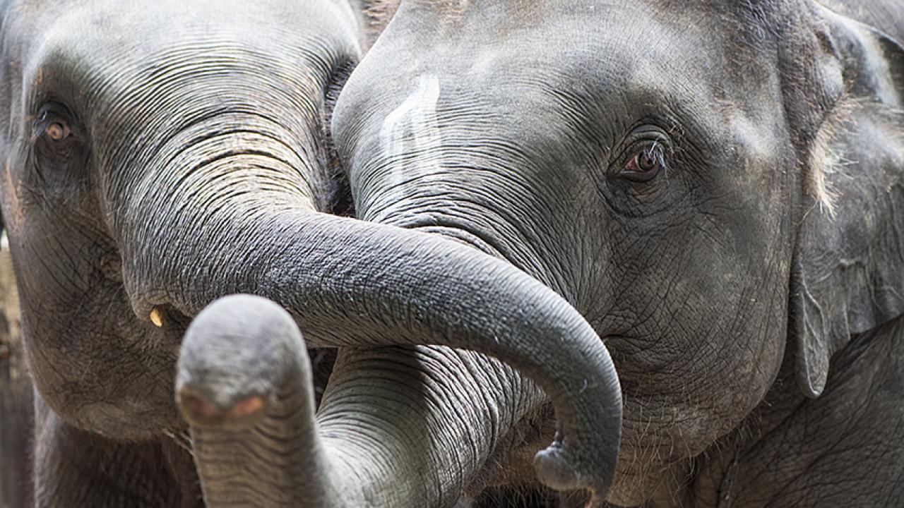 Two elephants with trunks entwined