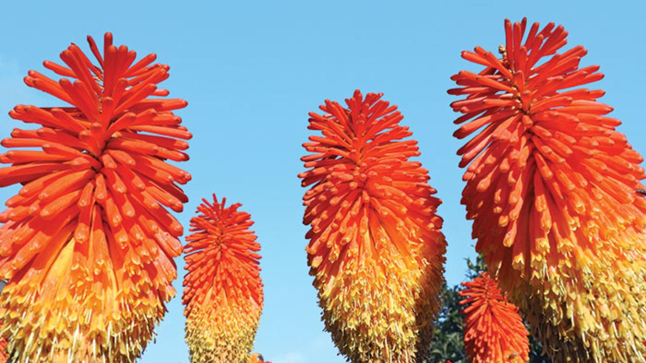 4 Popular Drought-Tolerant Plants | UC Davis