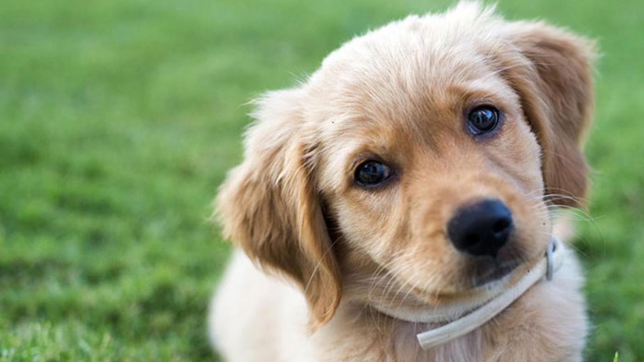 goldenpuppy-getty-web Golden retriever puppy