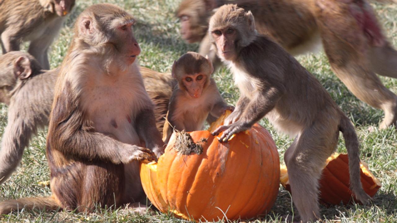 Three monkeys of different ages with a pumpkin. 