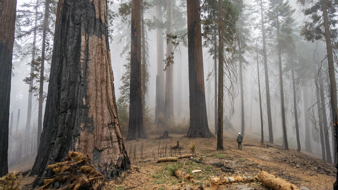 Mist-shrouded sequoia forest with charred stumps and fallen logs