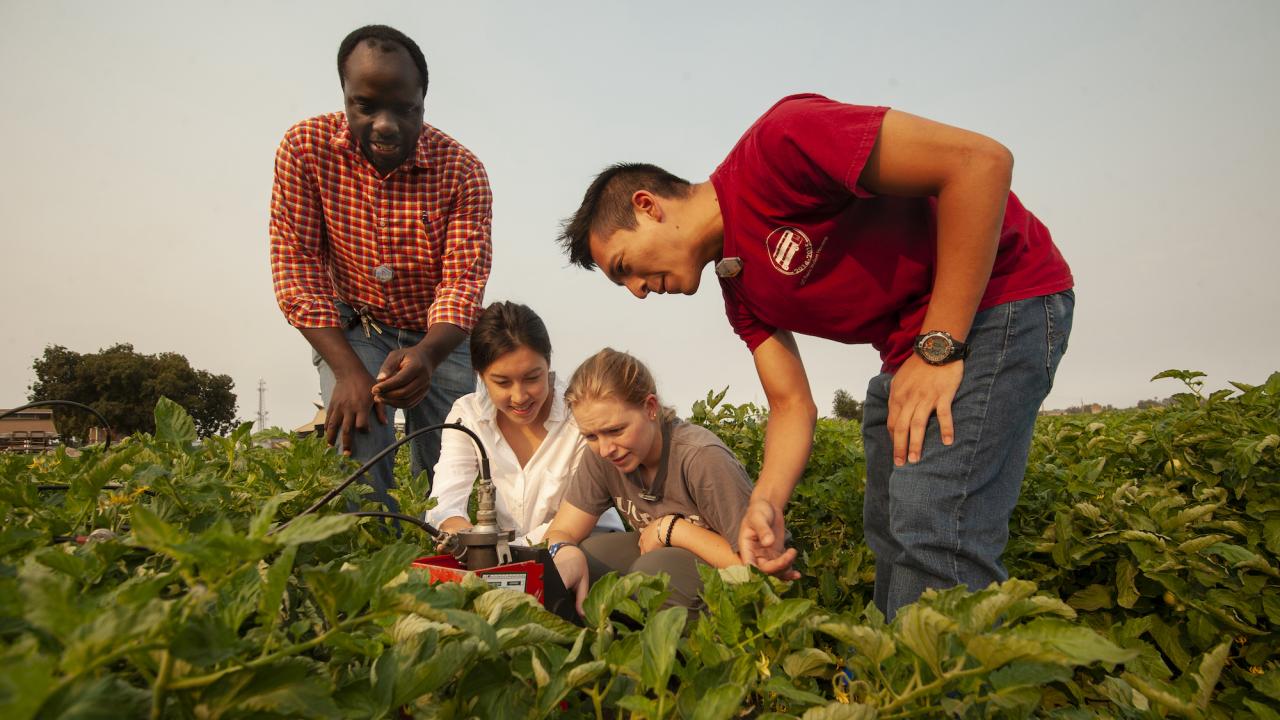 Four researchers measure soil moisture content in an agricultural crop at UC Davis Agricultural Research Farm