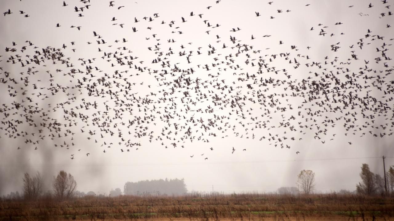 Birds take to the air during the sampling of the floodplain at the Cosumnes River Preserve of the delta on Wednesday December 5, 2012 in Galt, Ca. 