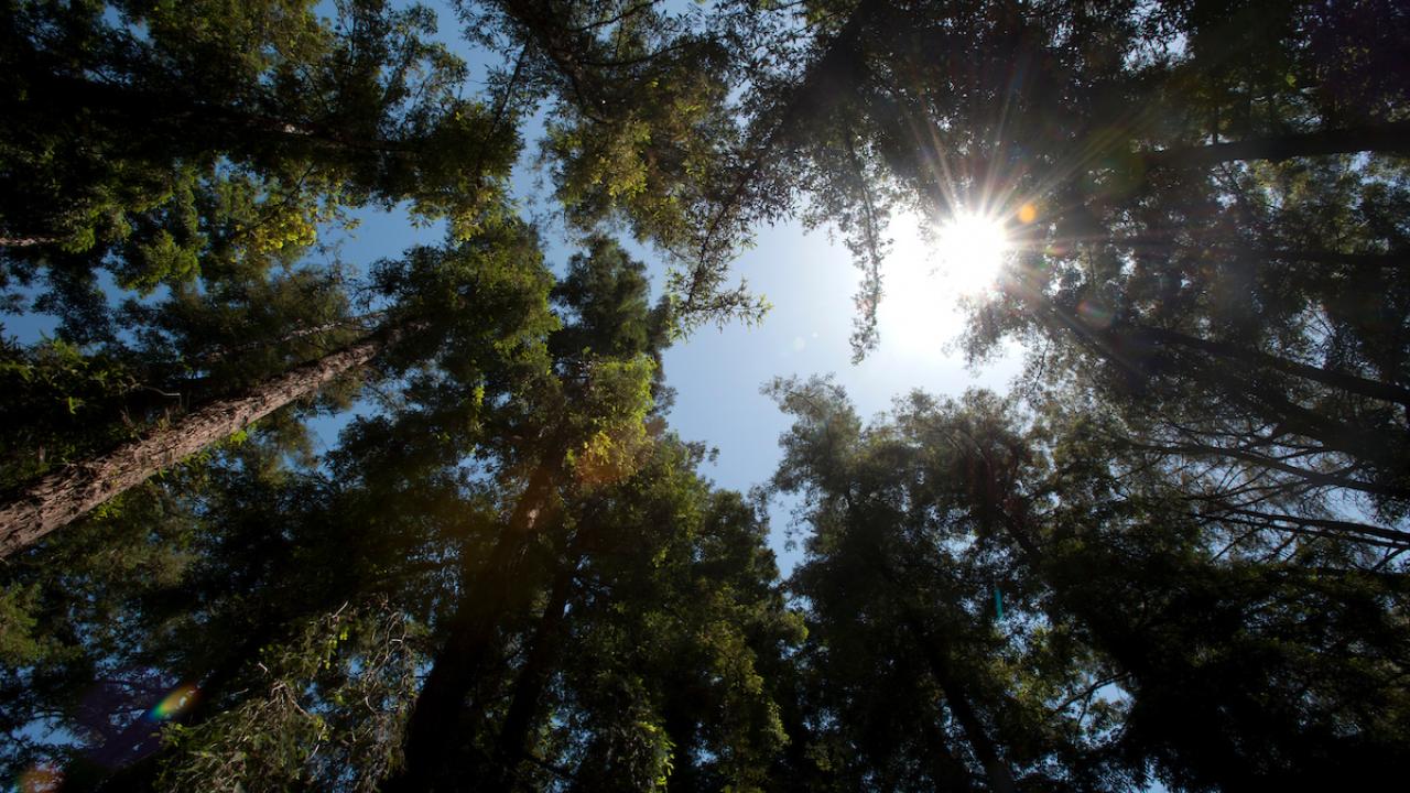 Sunlight streaming through tall redwood tree canopy, blue sky visible overhead