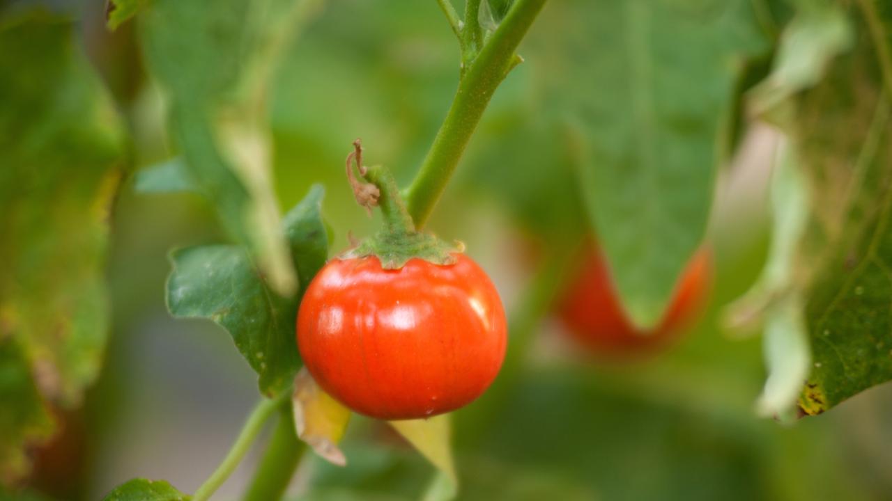 Tomato fruit