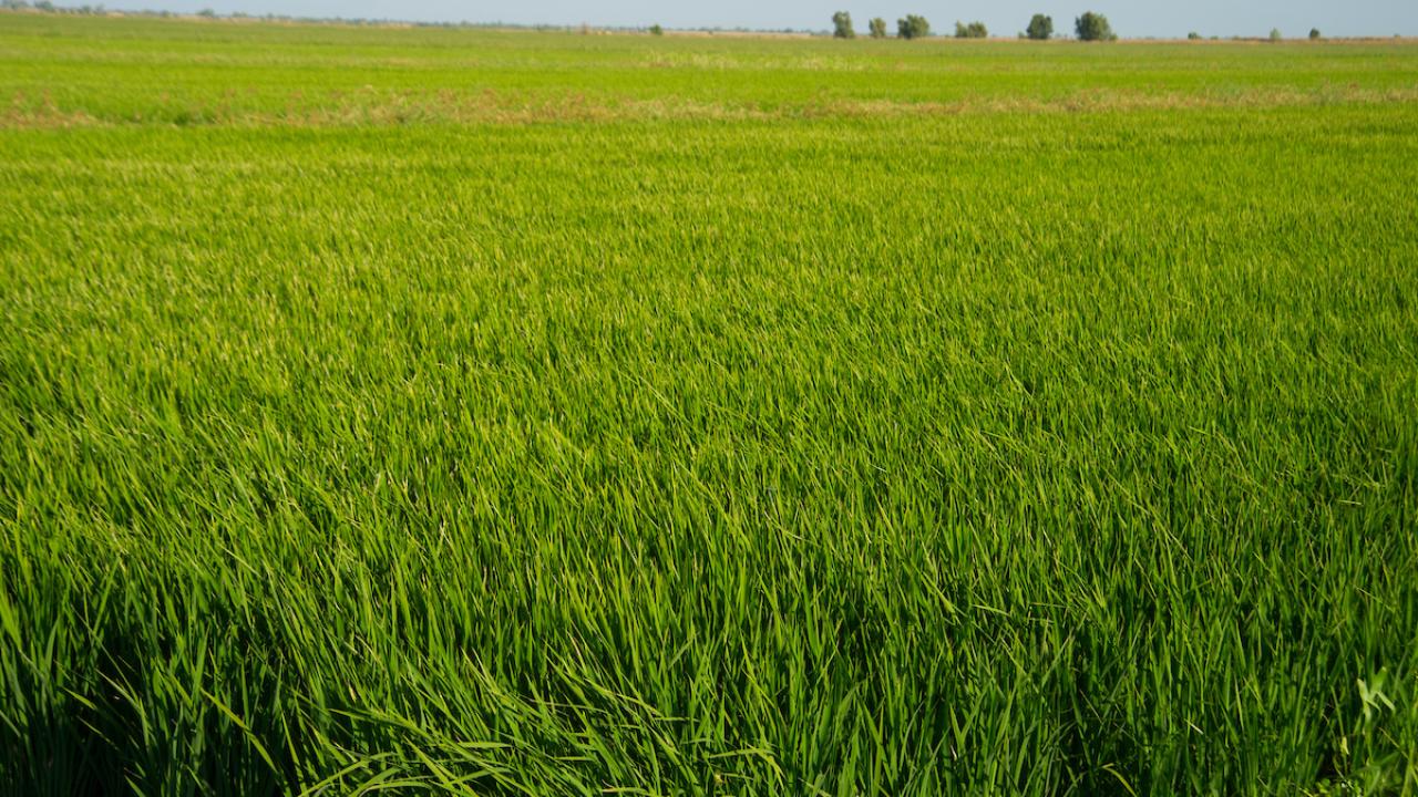 Rice fields between Davis and Sacramento