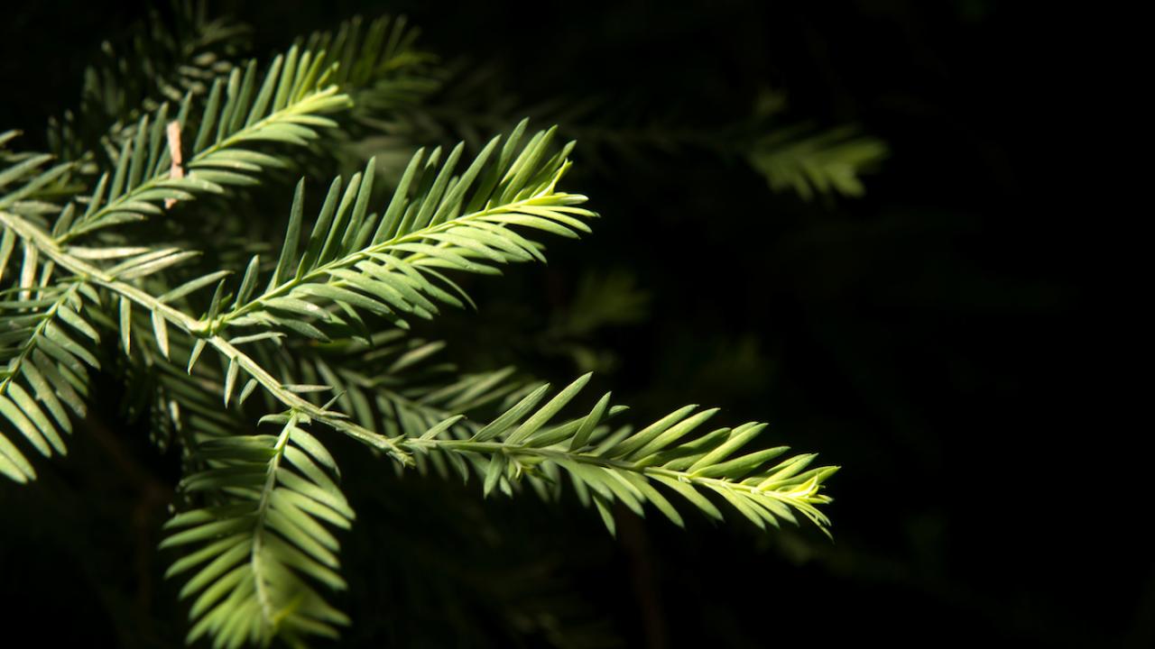 Branch and green growth of Redwood