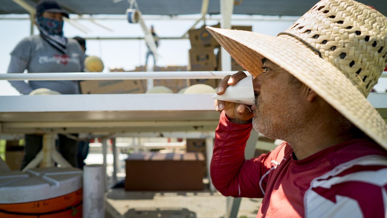 Man in straw hat sipping from cup net to trailer with cantaloupes