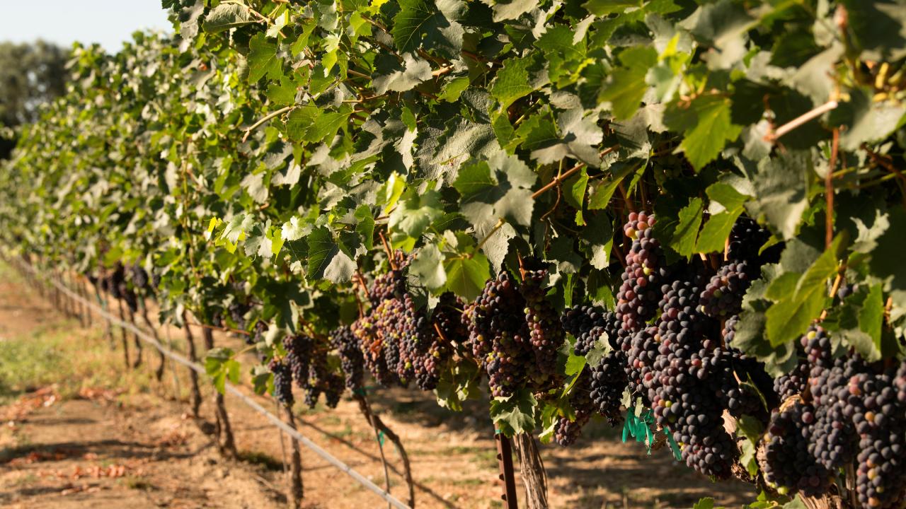 View of grapevines