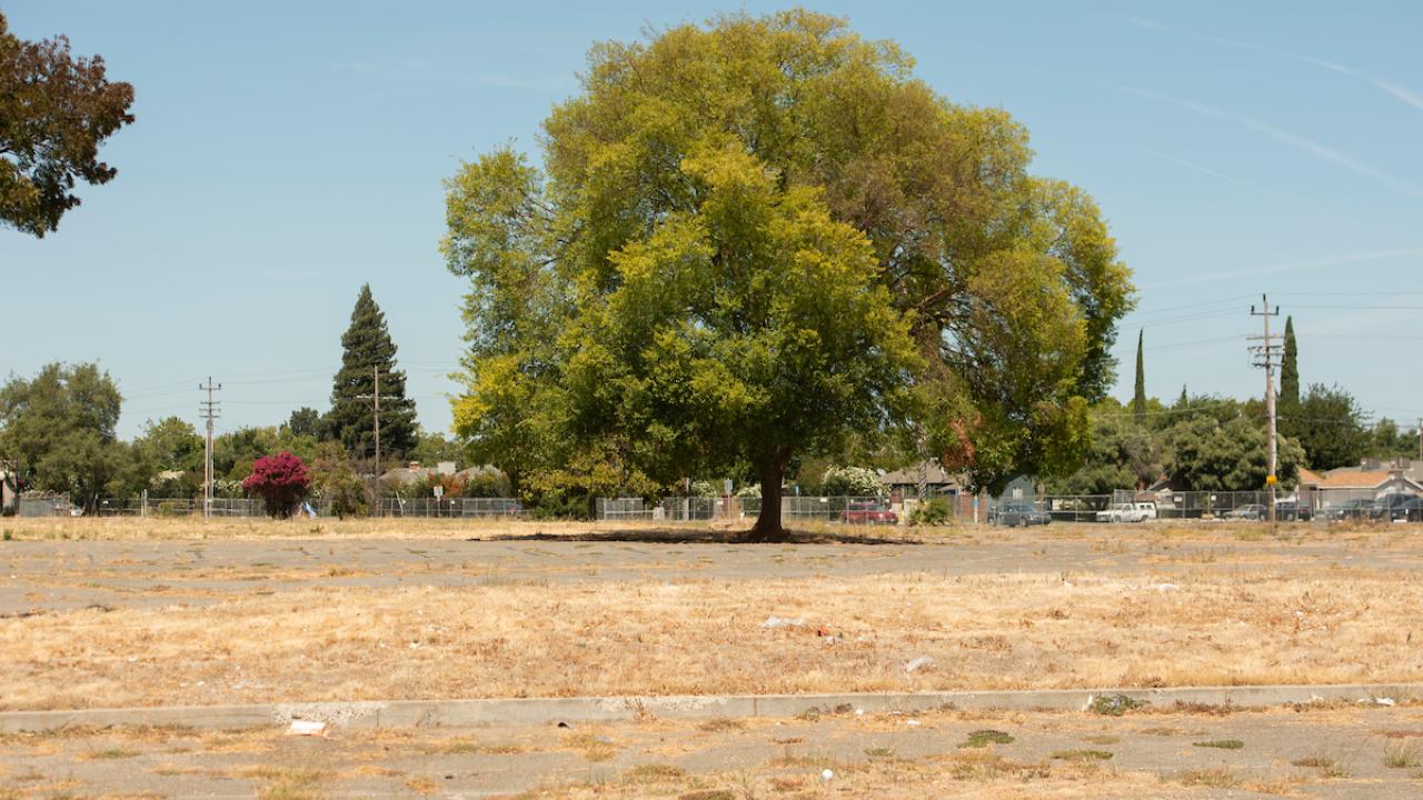 Large tree stands in middle of barrren lot in Sacramento