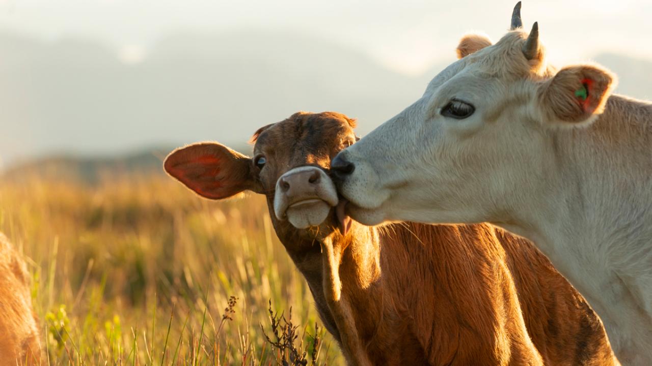 Two cows nuzzling.