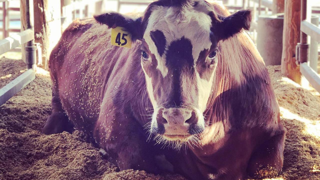 Steer lying in stable, wearing Tag No. 45.