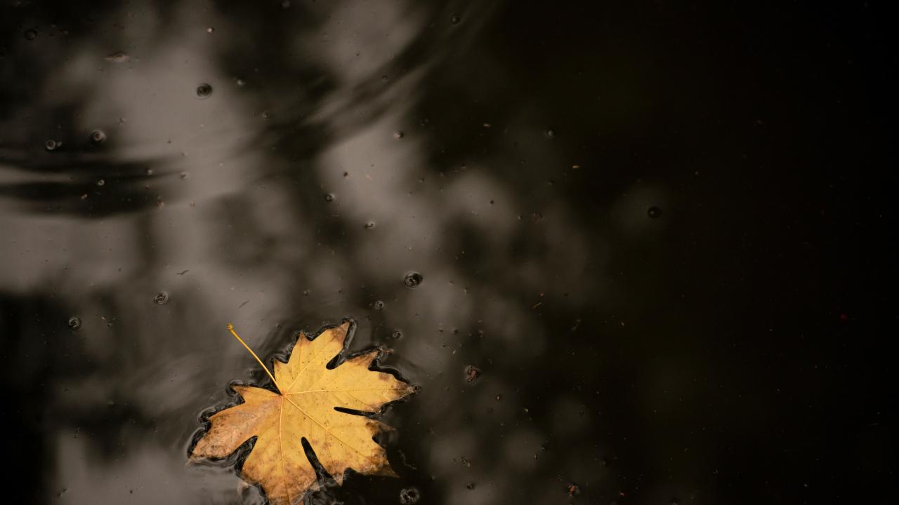 Leaf floating on water way, showing shadow.