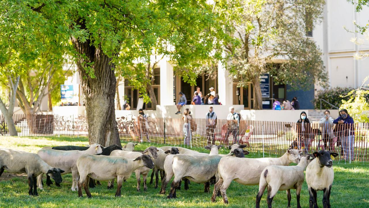 sheep graze on uc davis campus lawn as students look over fence