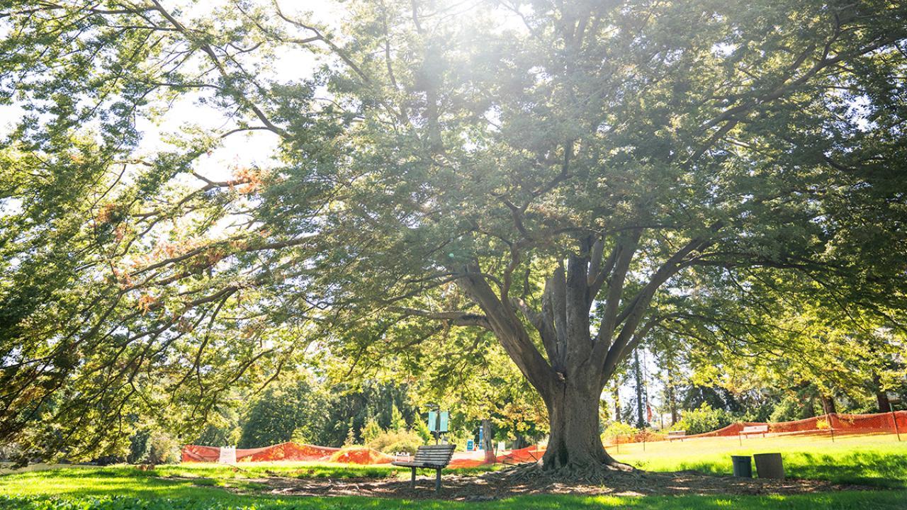 Zelkova tree surrounded by construction fencing