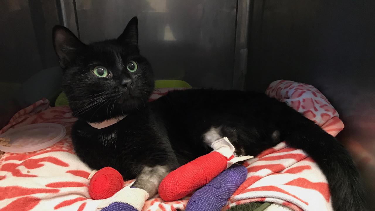 black cat with burned paws