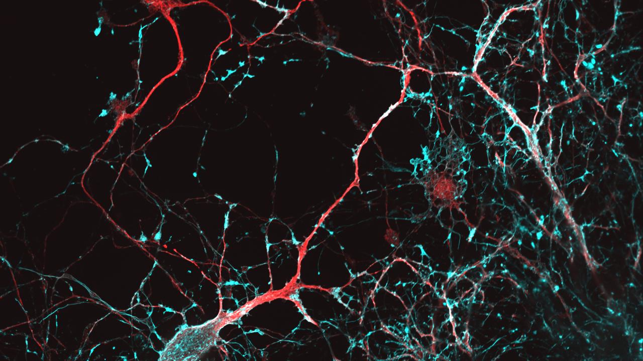 A delicate network of white, blue and red tendrils against a black background. 