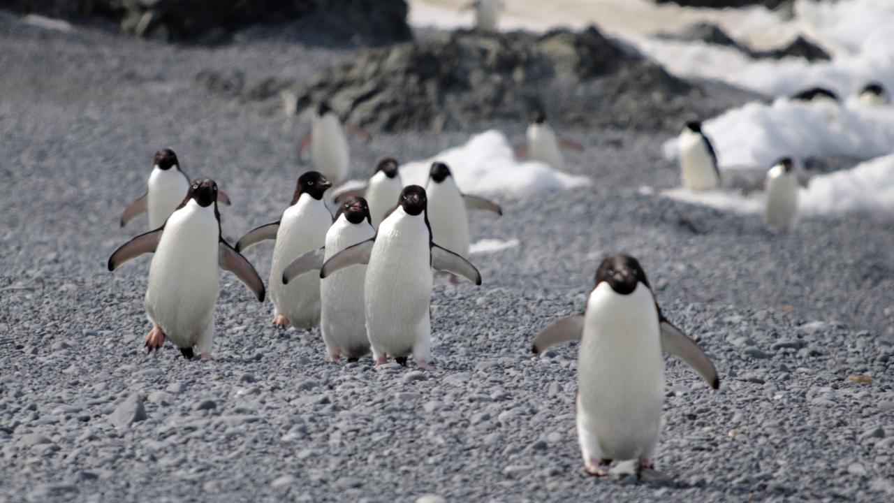 Group of Adélie penguins walking on a rocky Antarctic shore with snow and ice