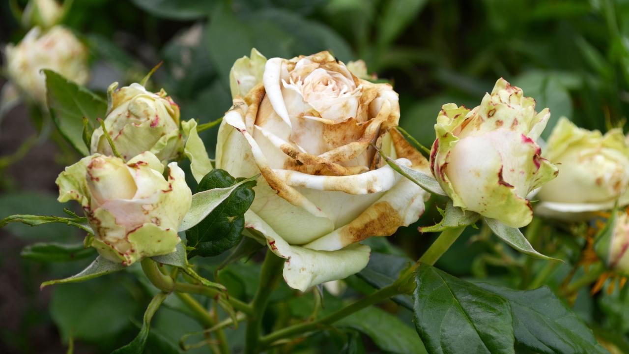 Cream roses with browned edges from Botrytis cinerea, or gray mold, and unopened buds amid green foliage. Botrytis cinerea, or gray mold, can attack hundreds of plants, causing an estimated 5% to 10% crop loss across many fruits, vegetatbles and flowers. (Adobe stock) 