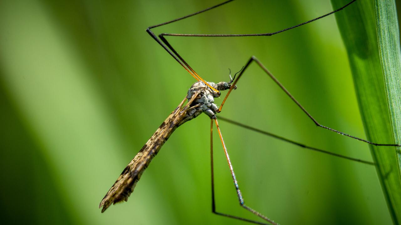 Close-up of a slender crane fly resting on a green leaf.