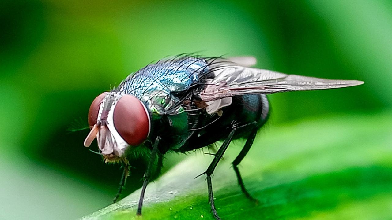 Close-up photo of metallic green New World screwworm fly with orange eyes on green leaf. (Adobe Stock)