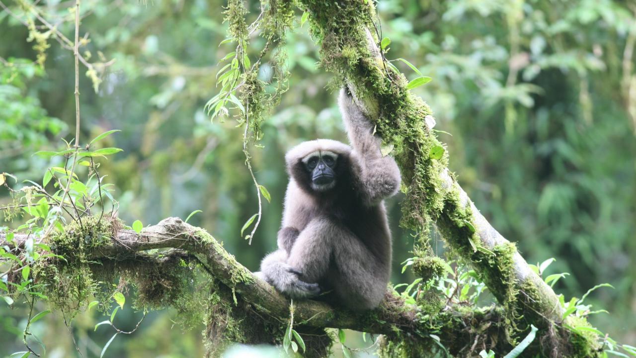 Skywalker gibbons primate looks at camera while sitting on tree branch in Myanmar