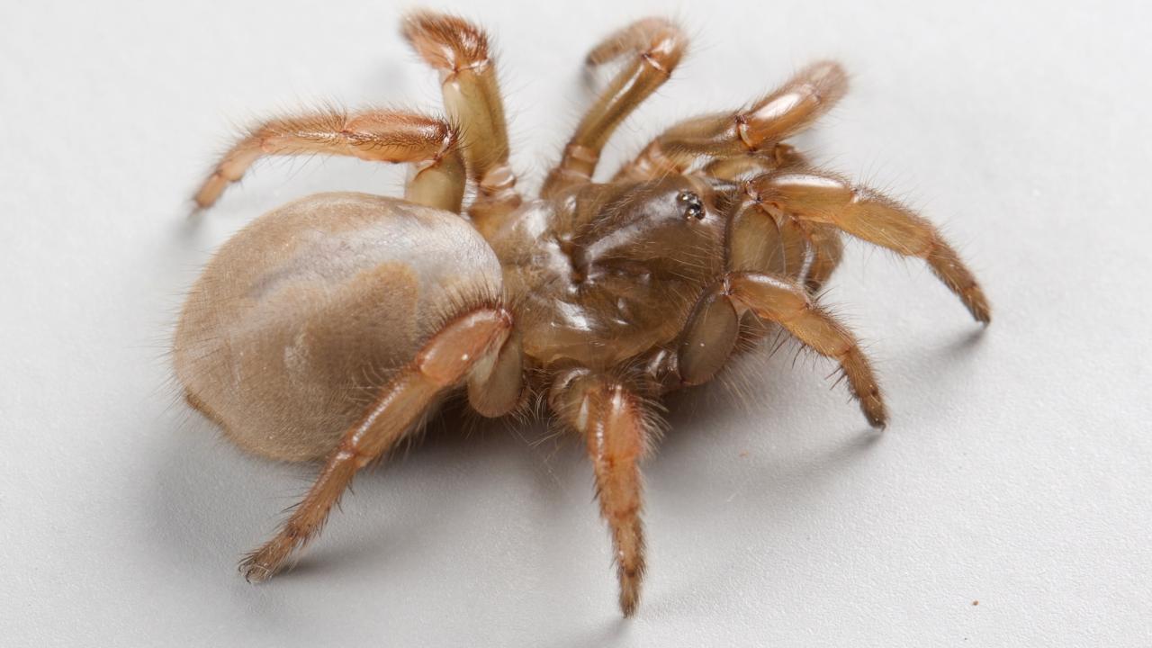 Brown, chunky, quarter-sized new species of trapdoor spider named Aptostichus ramirezae, on a white background. (Emma Jochim / UC Davis)