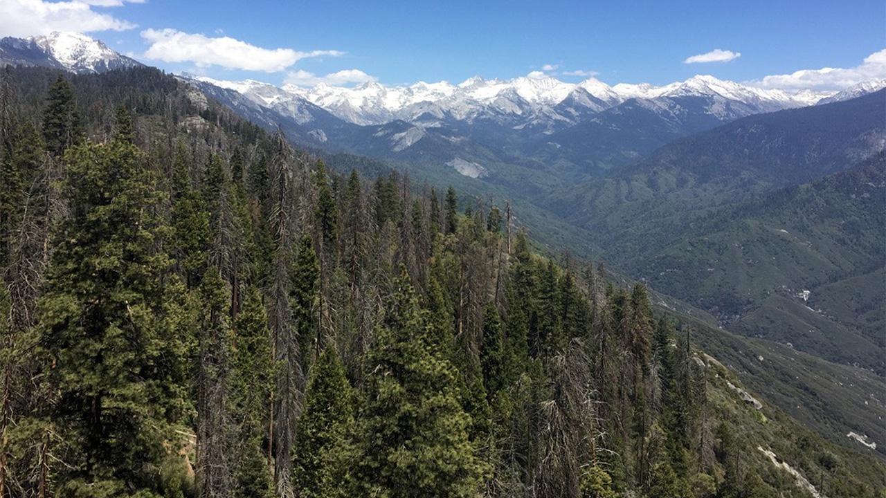 In the foreground, a forest of pine trees seen from just above including many dead brown trees. In the background are snowcapped mountains against a blue sky. 