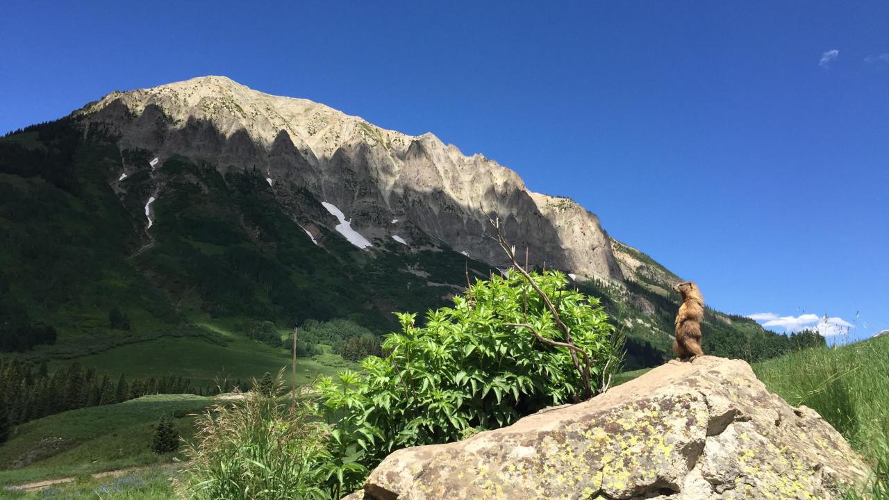 Marmot stand up on rock looking out on mountains under blue skies