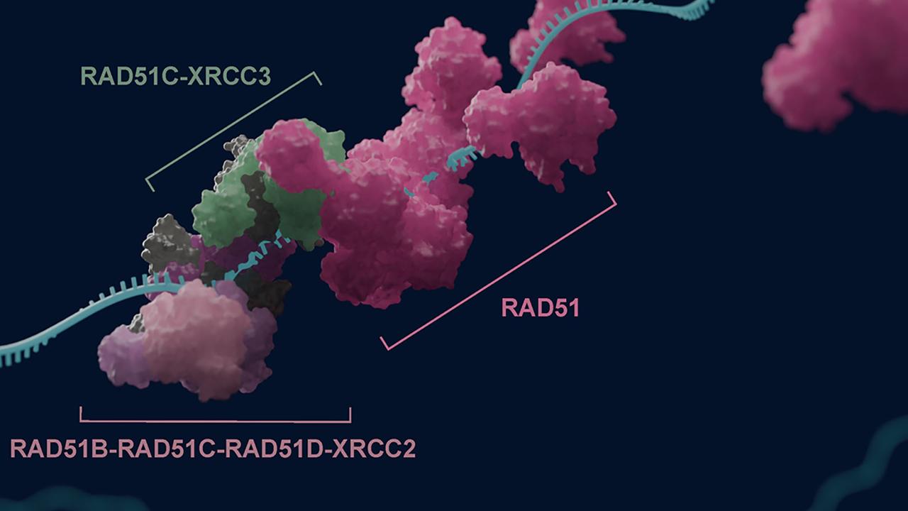 Molecular structure illustration featuring RAD51 and associated proteins on a dark background.