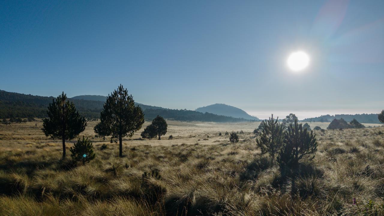 grassland with a smattering of trees extends to view of ocean in Mexico