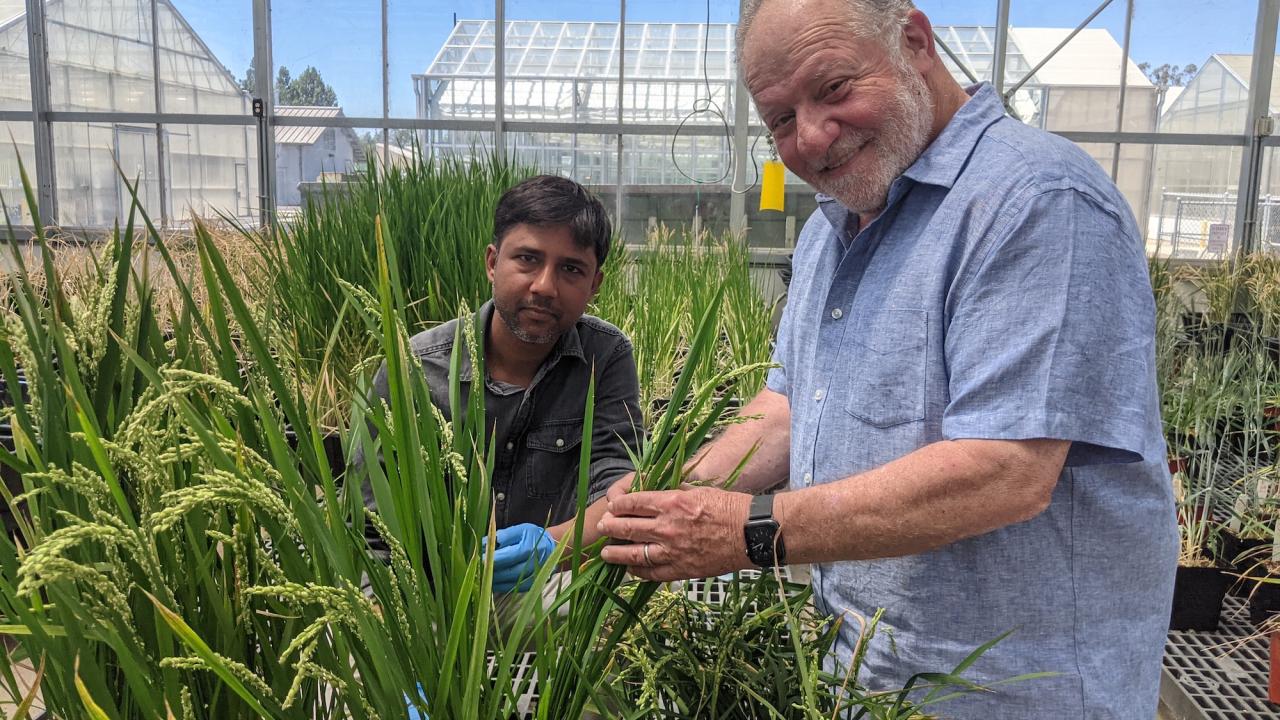 Two mean in front of race plants inside a greenhouse.