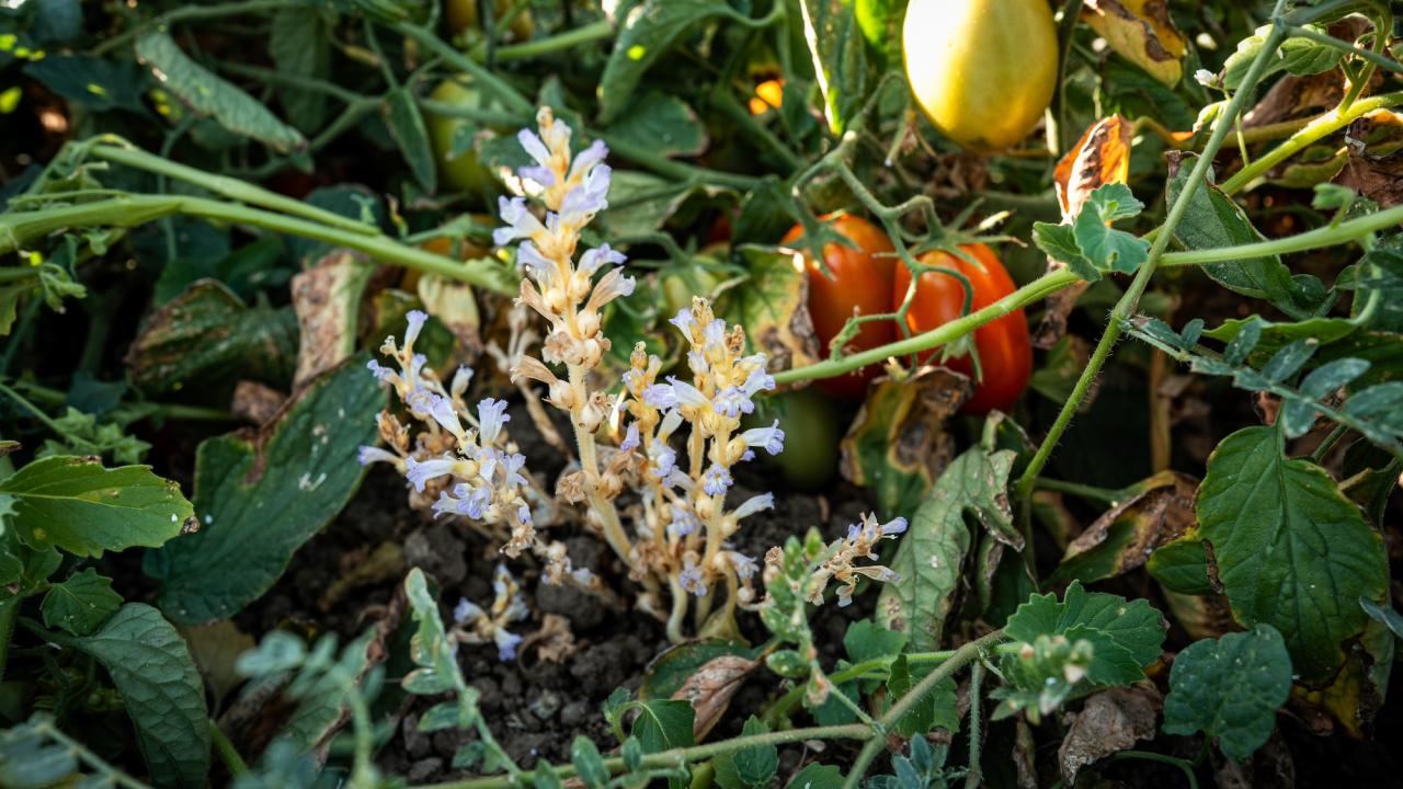 Ripe red and yellow tomatoes nestled in green foliage with several sprouts of white and purple branched broomrape sprouting underneath the plant. (Jael Mackendorf/UC Davis)