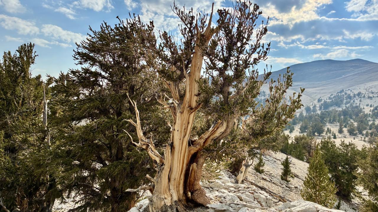 Bristlecone pine tree on rocky terrain under blue cloudy sky