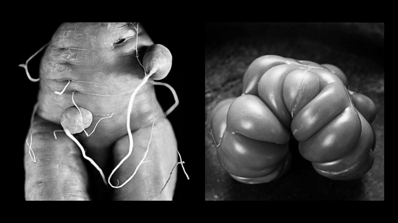 Black-and-white photos of vegetables.