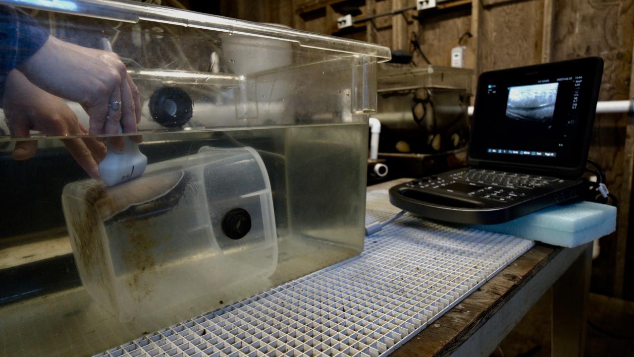 A woman's hand is seen giving an ultrasound to an abalone in a tank with sonagraph on computer screen in background