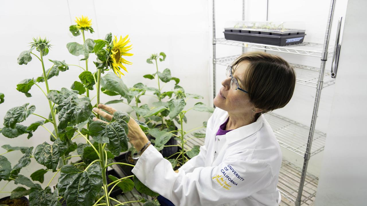  A woman with short brown hair and glasses wearing a white lab coat looks at some sunflowers in a brightly lit indoor setting. 